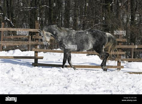 Thoroughbred Gray Horse Running In Winter Corral Gray Horse Bouncing