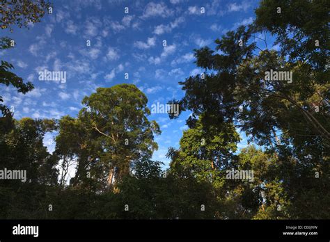 Rainforest In Cat Tien National Park Vietnam Stock Photo Alamy