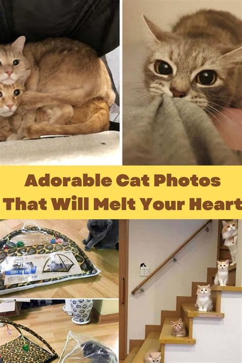 Adorable Cat Photos That Will Melt Your Heart In 2022 Cute Cats Cat