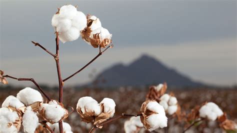 Cotton could be used to farm moisture in the desert thanks to cheap new ...