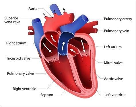 Las 13 Partes Del Corazón Humano Y Sus Funciones