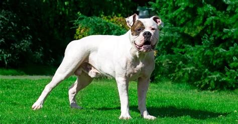 American Bulldog Dog Breed Complete Guide A Z Animals