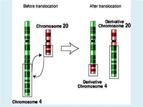5. chromosom mutations