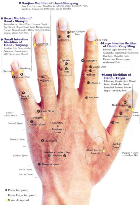 Chart Of Acupressure Points