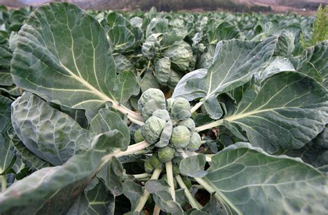 How To Grow Brussels Sprout Plants General Planting