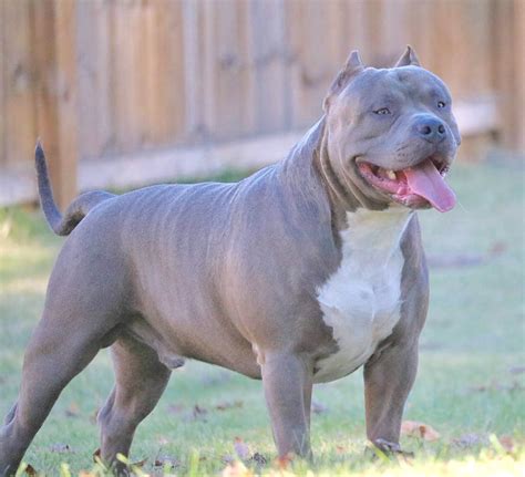 The first american bully was bred in the united states between 1980 and 1990. American Bully Xl Kaufen