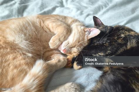 Two Cats In Love Sleeping In Bed Hugging Each Other Red Tabby Cat And