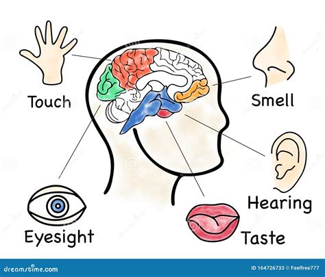 Five Senses Diagram