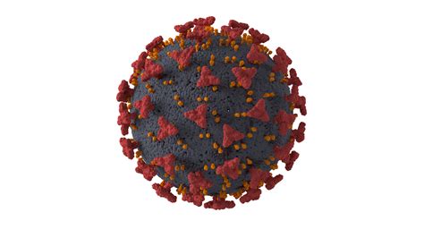 It is very contagious and has quickly spread around the world. 3D model Covid 19 Virus Cell | CGTrader