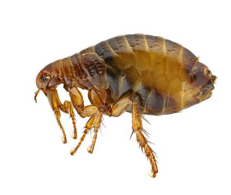 Dont Be Fooled Here Are The Most Commonly Mistaken Bugs For Bed Bugs