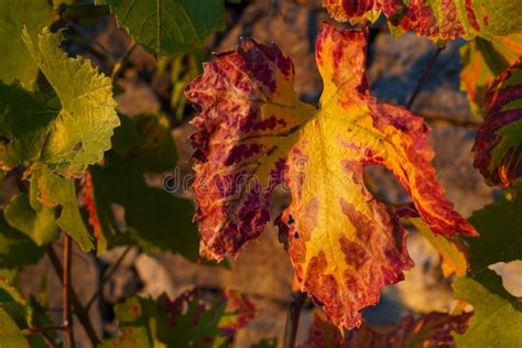 Red Vine Leaves In The Autumn Stock Image Image Of Vitis Colored