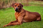 Red Dog Breeds | The Smart Dog Guide