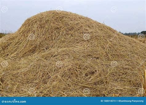 Close Up Of Rice Straw Hay In The Paddy Rice Field Stock Image Image