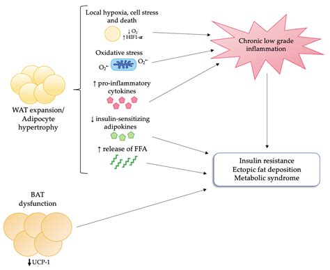 Nutrients Free Full Text Adipose Tissue Dysfunction In Obesity