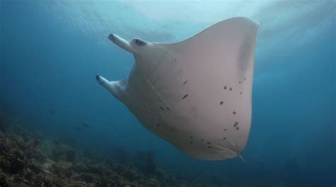One Of A Kind Pink Manta Ray Spotted Swimming Off Great Barrier Reef