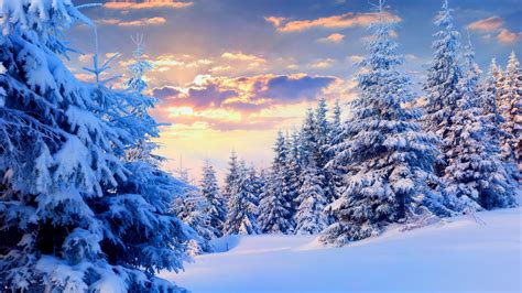 Free Download 2560x1440 Firs Under Snow Forest Desktop Pc And Mac