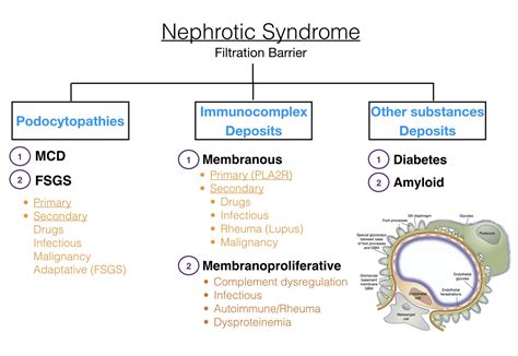 Nephrotic Syndrome Classification Podocytopathies Grepmed
