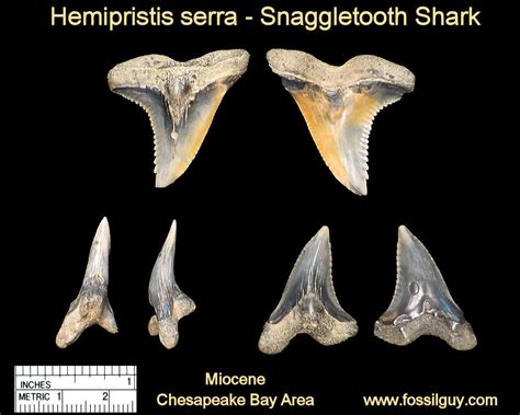 Fossil Shark Tooth Identification For Calvert Cliffs Of Maryland