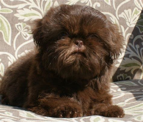 Maybe you would like to learn more about one of these? Chocolate Chinese Imperial Shih Tzu | Filhotes