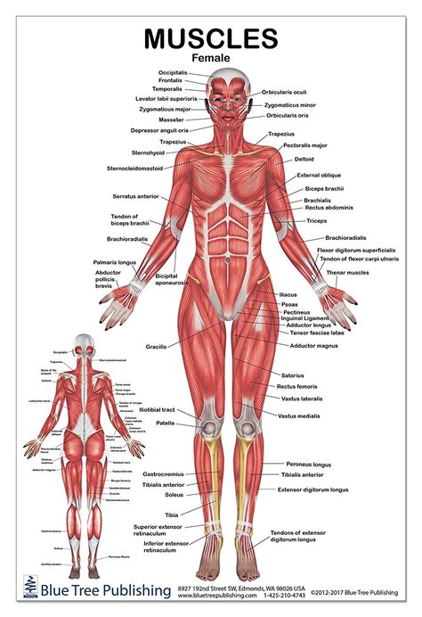 , muscular system back, muscle, muscle system, back muscular system the muscular system consists of various types. Pin by Cindy Morrison on HEALTH, Diet and Fitness | Human ...