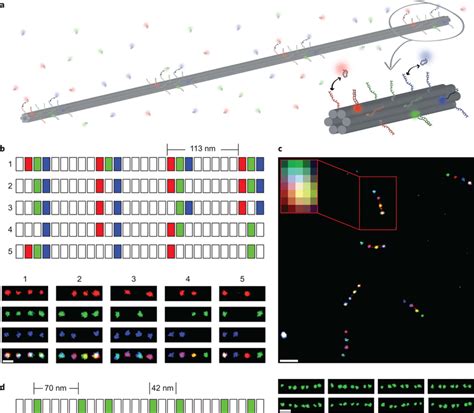 Super Resolution Fluorescent Barcodesa Schematic Of Barcodes For Download Scientific Diagram