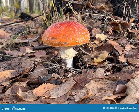 Red Cap Mushroom Stock Photo Image Of Closeup Toadstool 132896684