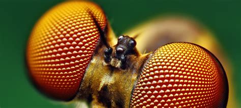 Scientists Look Into Insect Eyes For New Solar Cell Design Pv