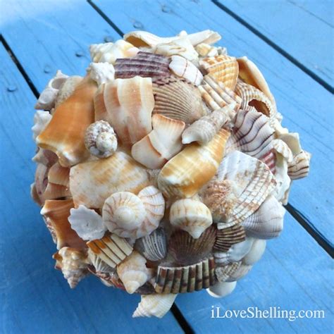 I Love Shelling Collect Shells Sanibel Seashells