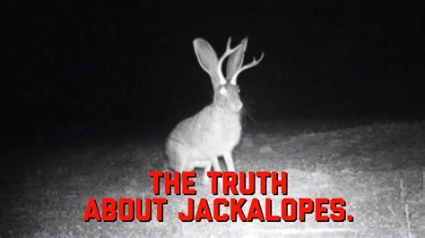 Are Jackalopes Real The Truth About Jackalopes Youtube