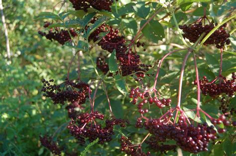 American Black Elderberry Elderberry Wildcrafting Wild Edibles