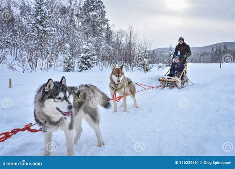 A Husky Dog Sled Carrying A Sleigh With People In A Snowy Forest Stock