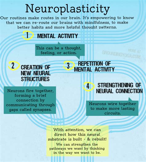 What Is Neuroplasticity Neuroplasticity Brain Based Learning Brain