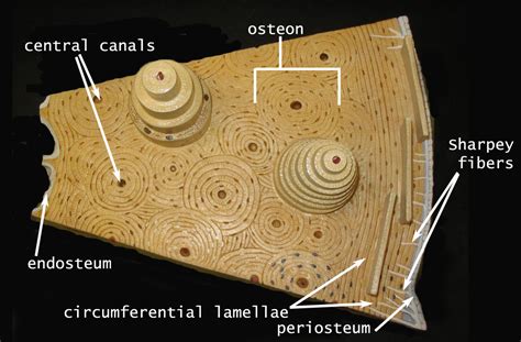 The ends of long bones that ossify from the secondary centre of ossification are called epiphysis. Compact Bone Model Labeled - Human Anatomy Body