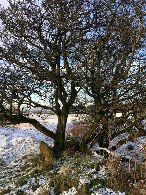 Wordless Wednesday Hawthorn Trees In Winter Susan Rushton