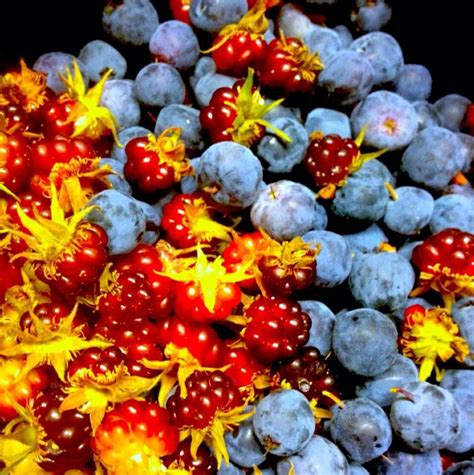 Berries Berries Alaskan Native Fruit