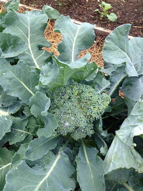 Growing Broccoli In A Home Garden University Of Maryland Extension