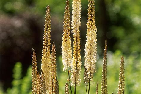 How To Grow And Care For Actaea Cimicifuga Plant