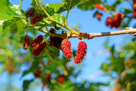 How to Grow and Care for Red Mulberry Trees