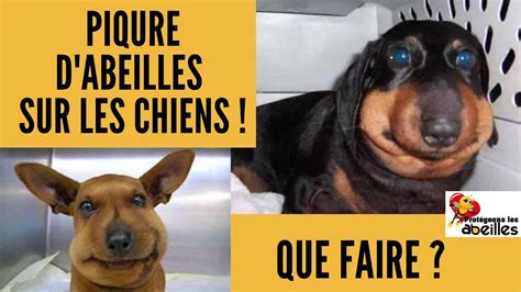 Que Faire Lorsque Votre Chien Se Fait Piquer Par Une Abeille Comment