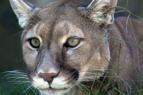 Cougar Spirit Animal Spirit Animal Info