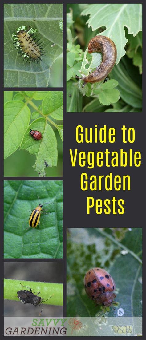 Guide To Vegetable Garden Pests Identification And Organic Controls Garden Pests