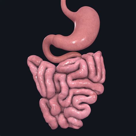 The Small Intestine Complete Anatomy