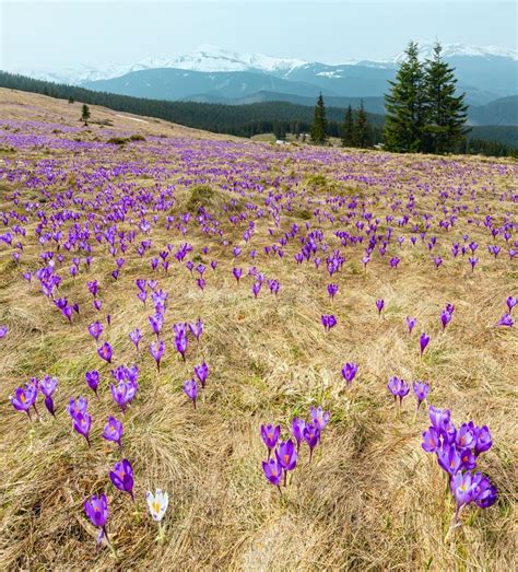 Purple And White Crocus Alpine Flowers Blooming On Spring On Alps Stock