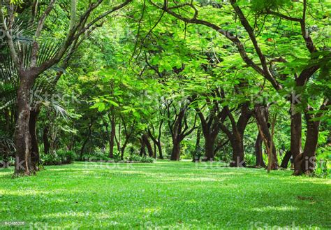 28 Green Nature Hd Images Free Download Basty Wallpaper