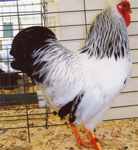 Columbian Wyandotte Bantam Chickens Cackle Hatchery®