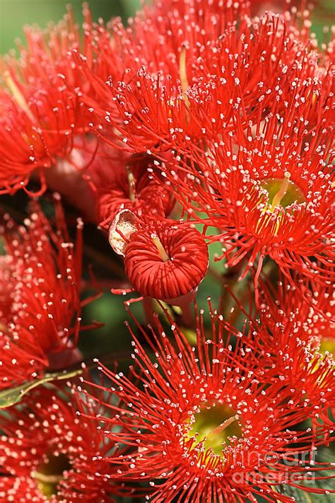 Maybe you would like to learn more about one of these? Flowers-red Eucalyptus-australian Native Flora Photograph ...