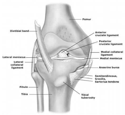 Anterior View Of The Knee Detailing The Major Ligaments Bones Menisci Download Scientific