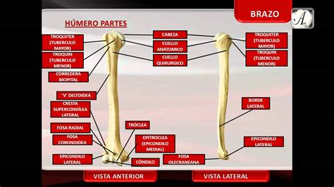 Extremidad Superior Huesos Del Brazo Youtube