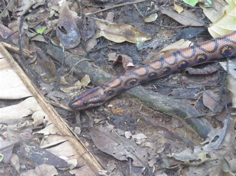 Venomous Snakes Of The Amazon Basin Peru Hidden Expeditions