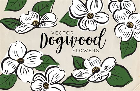 Dogwood Flower Clipart 20 Free Cliparts Download Images On Clipground